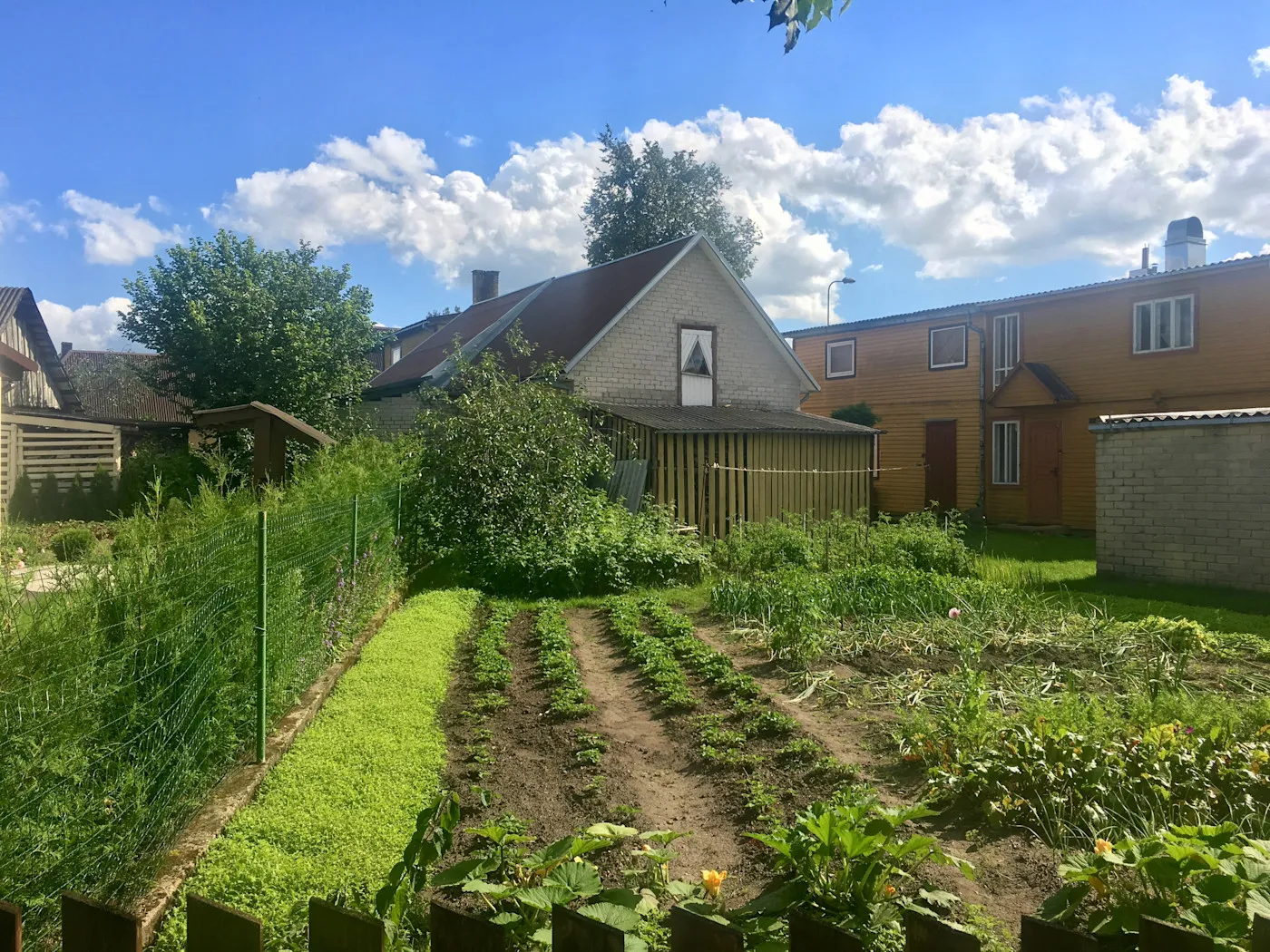 A vegetable garden and orchard behind houses in Anykščiai